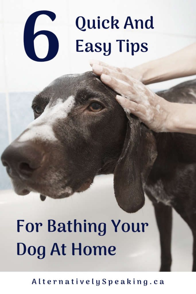 large brown dog in the bath, wet and soapy while someone is cleaning him with the title 6 quick and easy tips for bathing your dog at home