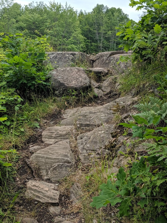 rocky trail leading up through the trees