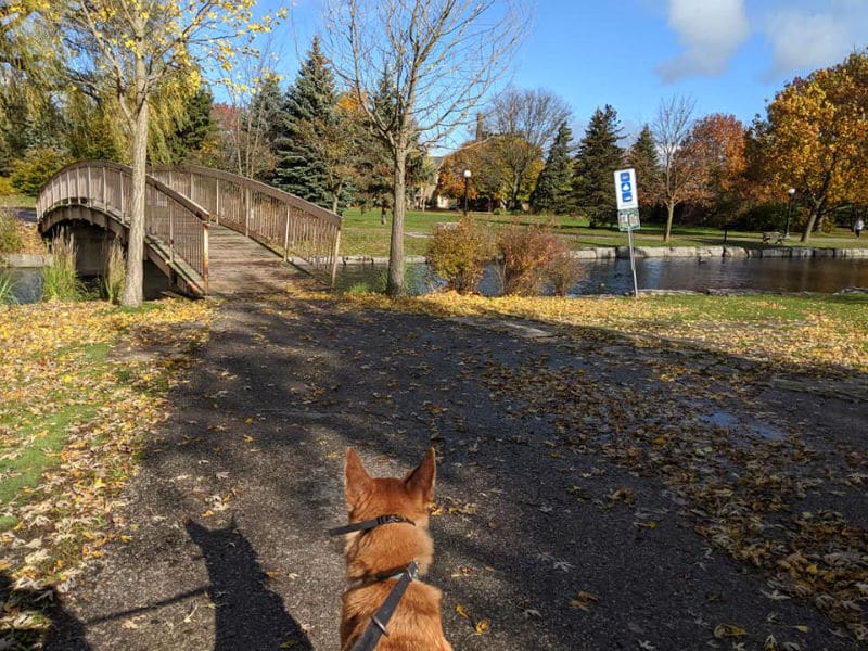back of a brown dog's head as it walks along a walking trail towards a bridge in a city park