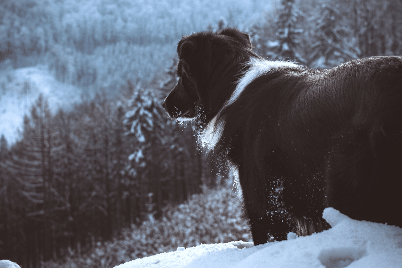 long-haired black dog standing outside in the snow
