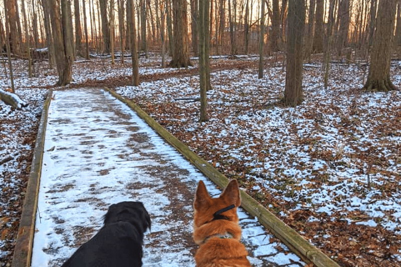 two large dogs standing on a boardwalk trail in the middle of a forested area as the sun sets