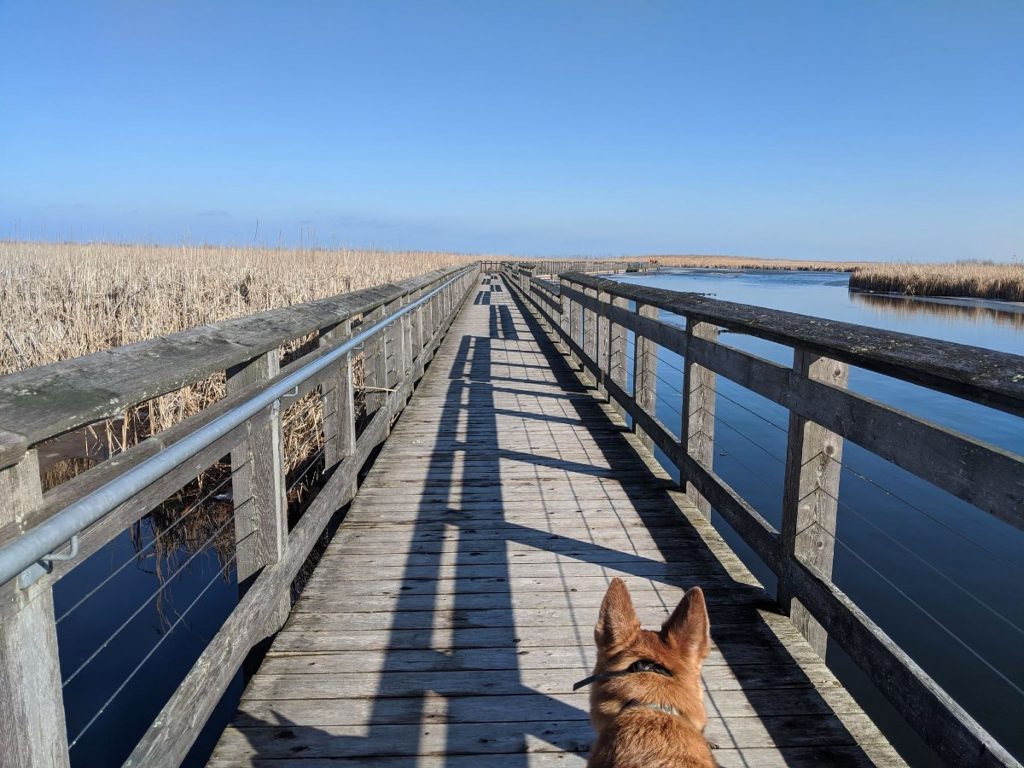 brown dog standing on a floating boardwalk in the middle of a marsh area with water and cattails 