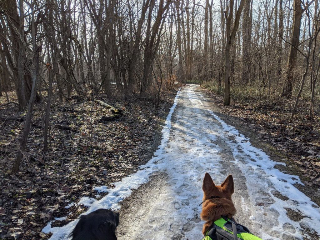 two dogs, one black and one brown, standing on a trail in a forested area during the winter