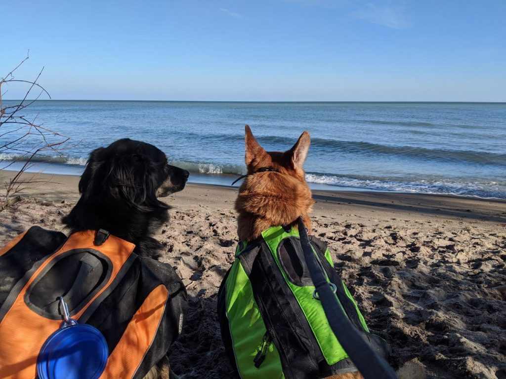 two large dogs, one black and one brown wearing hiking packs sitting on a beach overlooking the water