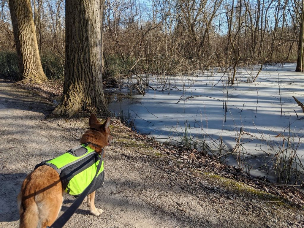 large brown dog wearing a green hiking pack standing on the edge of a trail looking over a frozen marsh area with trees