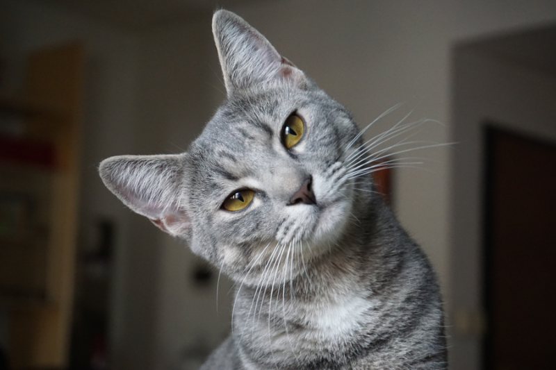 cat tilting head | The 10 Essential Realities Of Bringing A Pet Into Your Home