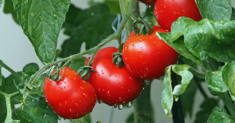 closeup of several large ripe tomatoes on the vine