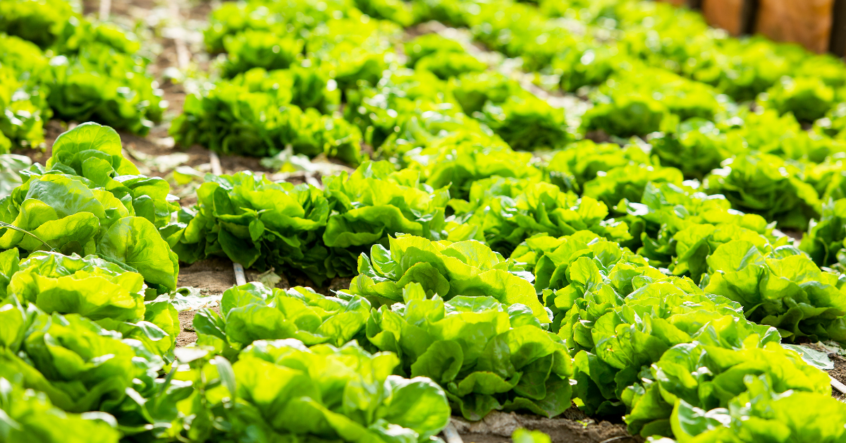 rows of lettuce plants in a garden