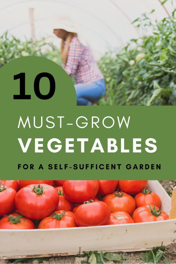 woman planting tomatoes in a pinterest graphic
